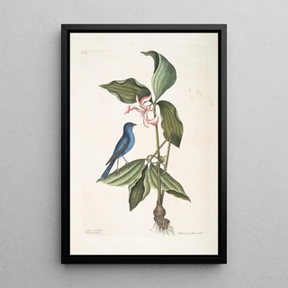 Mark Catesby - Linaria crulea The Blew Linnet Solanum triphyllon flore hexapetalo carneo.webp