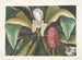 Magnolia, der Regenschirmbaum - Mark Catesby — Ansicht des Kunstwerks
