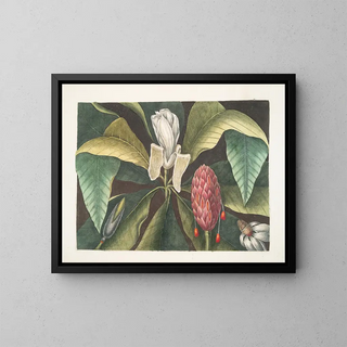 Mark Catesby - Magnolia The Umbrella Tree.webp