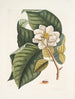 Magnolia serait blanc c Ant villosa rouge La Fourmi de Velours - Mark Catesby — vista dell’opera