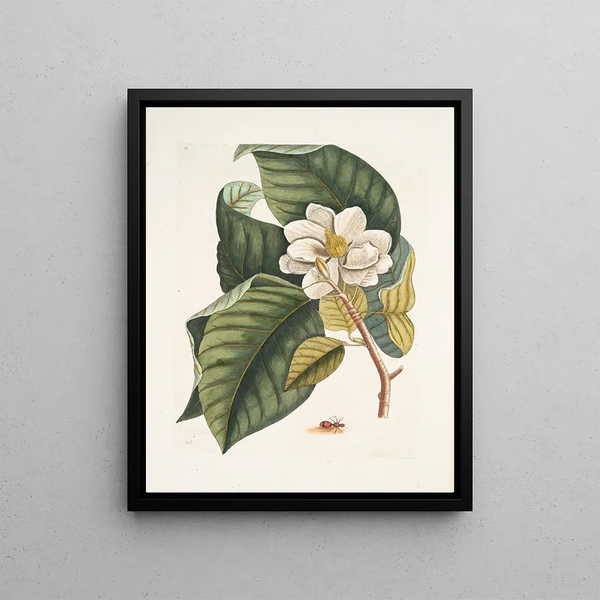 Mark Catesby - Magnolia fore albo c Formica villosa coccinea The Velvet Ant.webp
