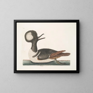 Mark Catesby - Mergus.webp