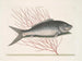 Mormijrus et le poisson osseux - Mark Catesby — vista dell’opera