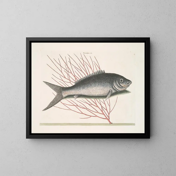 Mormijrus et le poisson osseux - Mark Catesby — quadro incorniciato alla parete