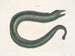 Murna maculata Le Muray - Mark Catesby — vista dell’opera