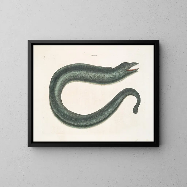 Murna maculata Le Muray - Mark Catesby — quadro incorniciato alla parete