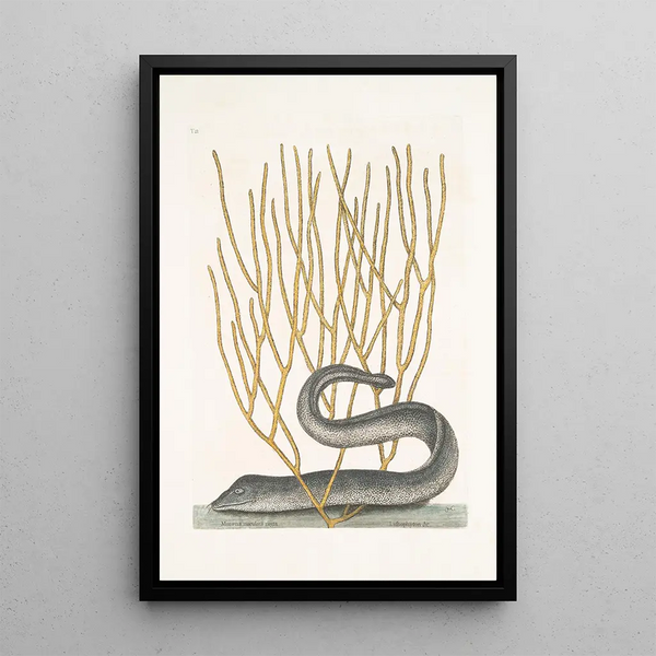 Mark Catesby - Murna maculata nigra The Black Muray Lithophyton c.webp