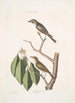 Muscicapa fusca Le petit gobe-mouche brun Muscicapa oculis rubris Le gobe-mouche aux yeux rouges Arbor Lauri fol c - Mark Catesby — vista dell’opera