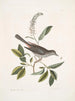 Muscicapa vertice nigro L'oiseau-chat Alni folia Americana serrata - Mark Catesby — Ansicht des Kunstwerks