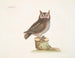 La petite hulotte - Mark Catesby — vista dell’opera