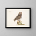 La petite hulotte - Mark Catesby — quadro incorniciato alla parete