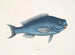 La Poisson bleu - Mark Catesby — vista dell’opera