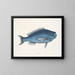 La Poisson bleu - Mark Catesby — quadro incorniciato alla parete