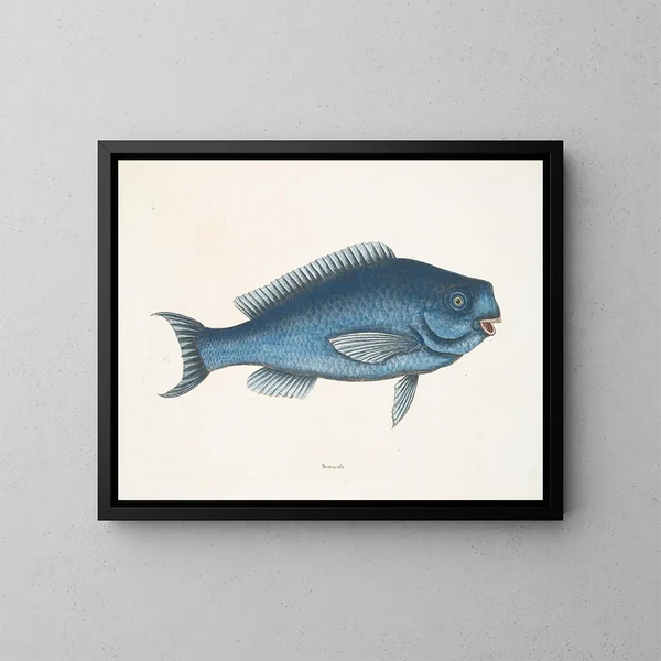 La Poisson bleu - Mark Catesby — quadro incorniciato alla parete