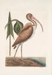 Numenius fuscus Le courlis brun - Mark Catesby — vista dell’opera