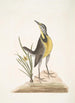 Ornithogalum liteum c La petite étoile jaune Alauda Magna La grande alouette - Mark Catesby — vista dell’opera