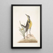 Ornithogalum liteum c La petite étoile jaune Alauda Magna La grande alouette - Mark Catesby — quadro incorniciato alla parete