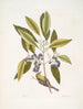 Parus Americanus lutescens Il Grimpereau dei pini Ligustrum Lauri folio Il Laurier a bacche porpora - Mark Catesby — vista dell’opera