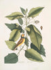 Parus cuculo nero La cinciallegra con cappuccio Tupelo Arbor L'acqua Tupelo - Mark Catesby — vista dell’opera
