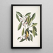 Parus luteus La Mésange Jaune Laurus Carolinensis Le Laurier Rouge - Mark Catesby — quadro incorniciato alla parete
