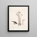 Passer le chapitre Nivaluis The Snowbird Orobanche Virginiana c Broomrape Fungus dans Toadstool - Mark Catesby — quadro incorniciato alla parete