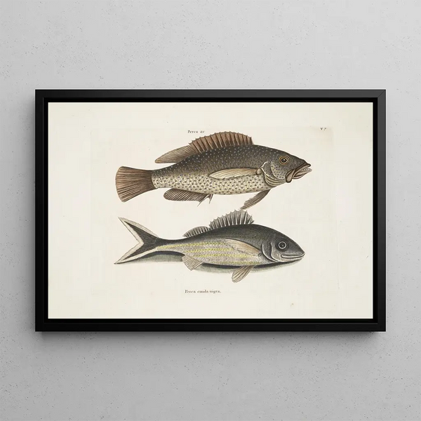 Perca c Le poisson nègre Perca cauda nigra La queue noire - Mark Catesby — quadro incorniciato alla parete
