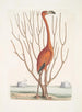 Phoenicopterus Bahamensis Il Fenicottero rosa Keratophiton c - Mark Catesby — vista dell’opera