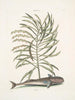 Phylantus c. Remora Der saugende Fisch - Mark Catesby — Ansicht des Kunstwerks