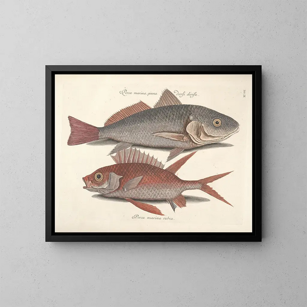 Immagini di pesci, serpenti, insetti e altri animali così come di alcune piante - Mark Catesby — quadro incorniciato alla parete