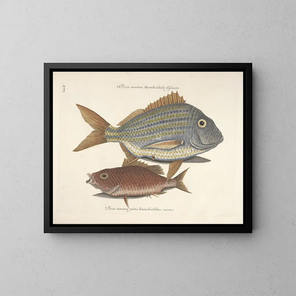 Immagini di pesci, serpenti, insetti e altri animali così come di alcune piante - Mark Catesby — quadro incorniciato alla parete
