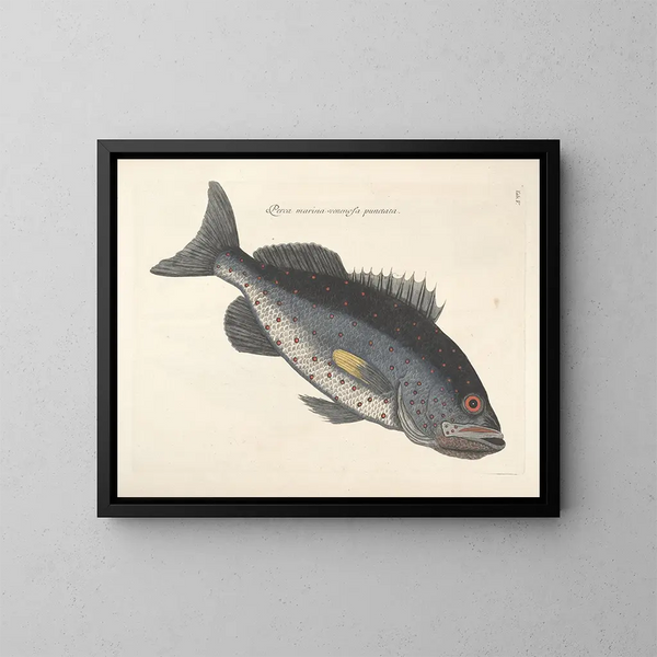 Immagini di pesci, serpenti, insetti e altri animali così come di alcune piante - Mark Catesby — quadro incorniciato alla parete