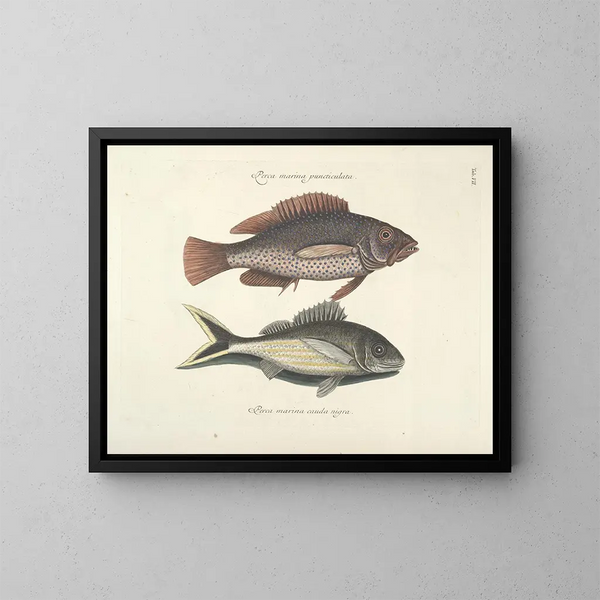 Immagini di pesci, serpenti, insetti e altri animali così come di alcune piante - Mark Catesby — quadro incorniciato alla parete