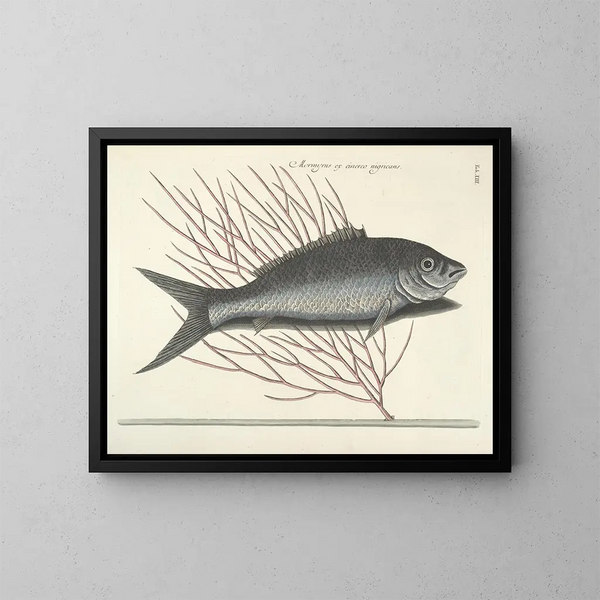 Bilder von Fischen, Schlangen, Insekten und anderen Tieren sowie einiger Pflanzen - Mark Catesby — gerahmtes Bild an der Wand