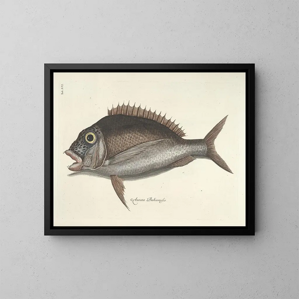 Bilder von Fischen, Schlangen, Insekten und anderen Tieren sowie einiger Pflanzen - Mark Catesby — gerahmtes Bild an der Wand