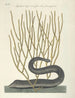 Pesci, serpenti, insetti e alcuni altri animali, così come alcune foto di piante Pl021 - Mark Catesby — vista dell’opera