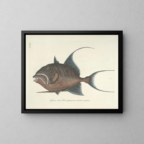 Bilder von Fischen, Schlangen, Insekten und anderen Tieren sowie einiger Pflanzen Pl022 - Mark Catesby — gerahmtes Bild an der Wand