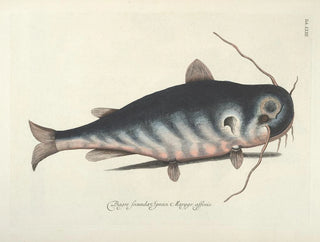 Mark Catesby - Piscium serpentum insectorum aliorumque nonnullorum animalum nec non plantarum quarundam imagines Pl023.webp