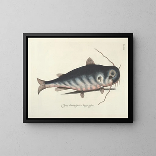 Mark Catesby - Piscium serpentum insectorum aliorumque nonnullorum animalum nec non plantarum quarundam imagines Pl023.webp