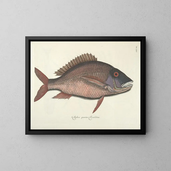Bilder von Fischen, Schlangen, Insekten und anderen Tieren sowie einiger Pflanzen Pl025 - Mark Catesby — gerahmtes Bild an der Wand