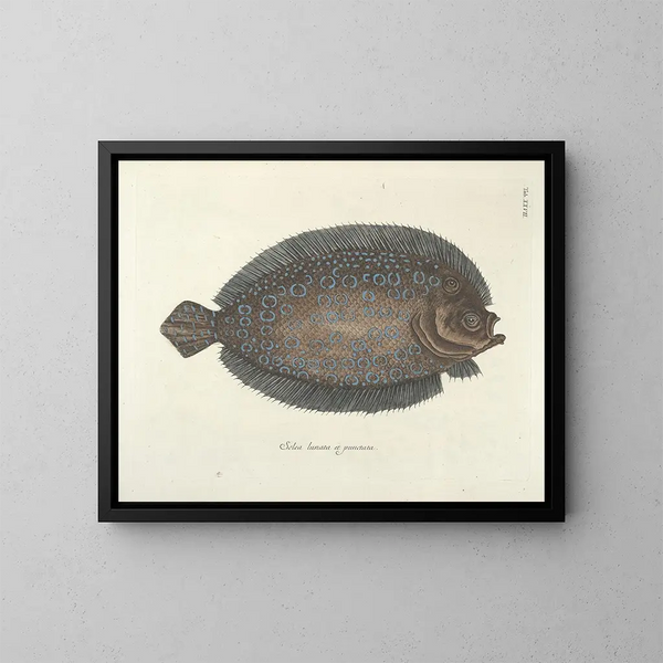 Bilder von Fischen, Schlangen, Insekten und anderen Tieren sowie einiger Pflanzen - Mark Catesby — gerahmtes Bild an der Wand