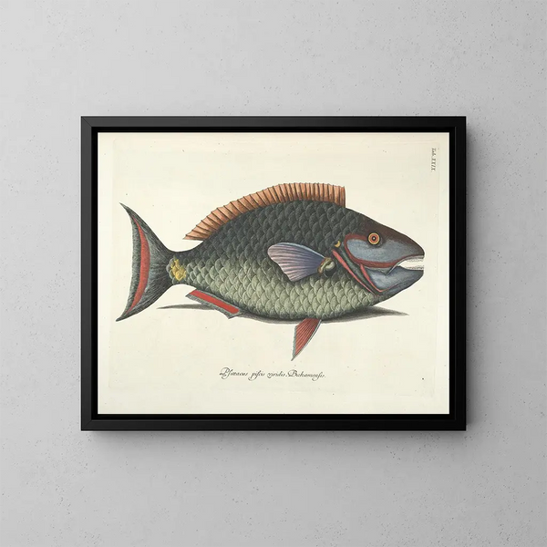 Bilder von Fischen, Schlangen, Insekten und anderen Tieren sowie einiger Pflanzen - Mark Catesby — gerahmtes Bild an der Wand