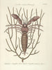 Pesci, serpenti, insetti e alcuni altri animali, così come alcune foto di piante Pl034 - Mark Catesby — vista dell’opera