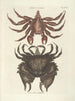 Pesci, serpenti, insetti e alcuni altri animali, così come alcune foto di piante Pl036 - Mark Catesby — vista dell’opera