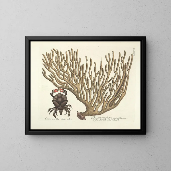 Bilder von Fischen, Schlangen, Insekten und anderen Tieren sowie einiger Pflanzen Pl037 - Mark Catesby — gerahmtes Bild an der Wand