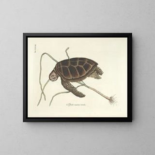 Mark Catesby - Piscium serpentum insectorum aliorumque nonnullorum animalum nec non plantarum quarundam imagines Pl038.webp