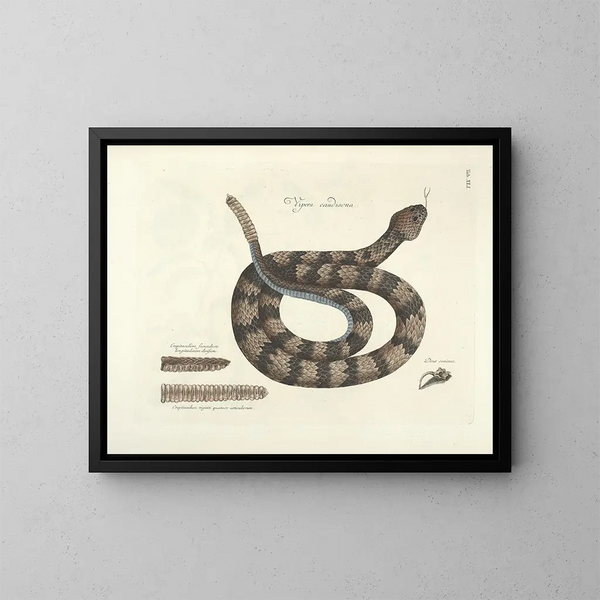 Bilder von Fischen, Schlangen, Insekten und anderen Tieren sowie einiger Pflanzen Pl041 - Mark Catesby — gerahmtes Bild an der Wand