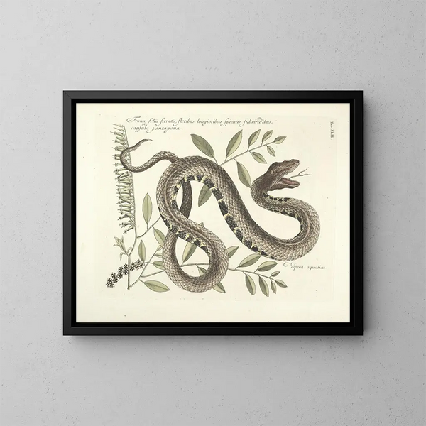 Bilder von Fischen, Schlangen, Insekten und anderen Tieren sowie einiger Pflanzen Pl043 - Mark Catesby — gerahmtes Bild an der Wand