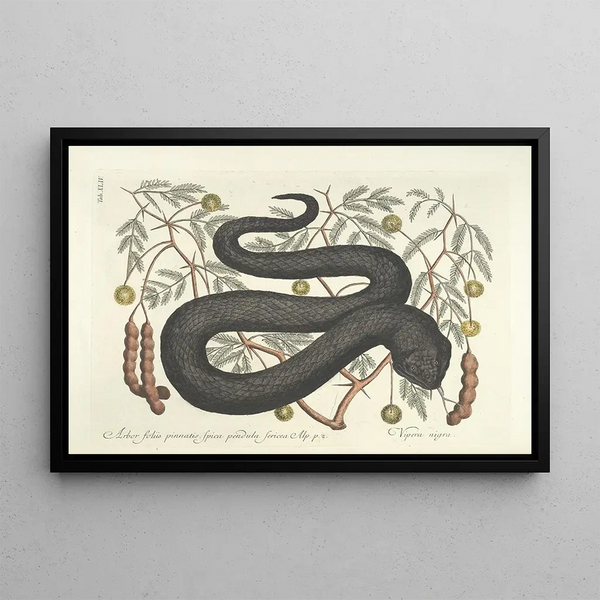 Mark Catesby - Piscium serpentum insectorum aliorumque nonnullorum animalum nec non plantarum quarundam imagines Pl044.webp