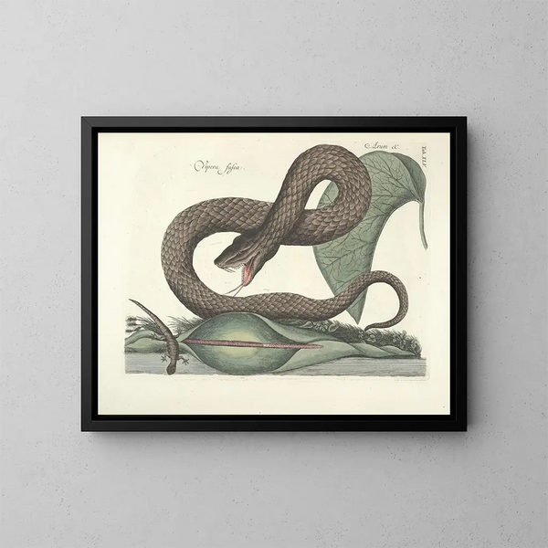 Bilder von Fischen, Schlangen, Insekten und anderen Tieren sowie einiger Pflanzen Pl045 - Mark Catesby — gerahmtes Bild an der Wand