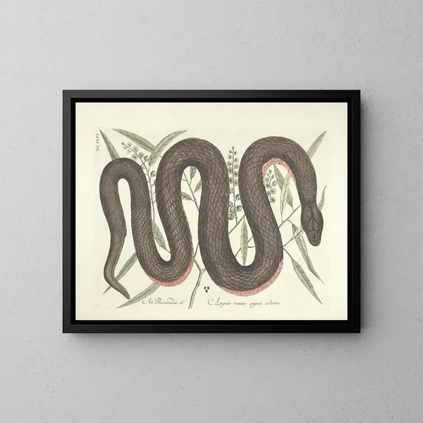 Bilder von Fischen, Schlangen, Insekten und anderen Tieren sowie einiger Pflanzen Pl046 - Mark Catesby — gerahmtes Bild an der Wand